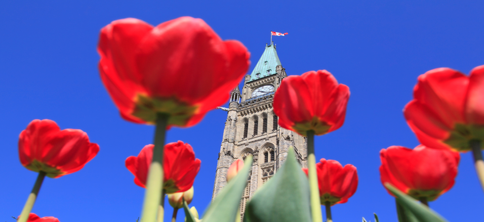 Ottawa Tulips