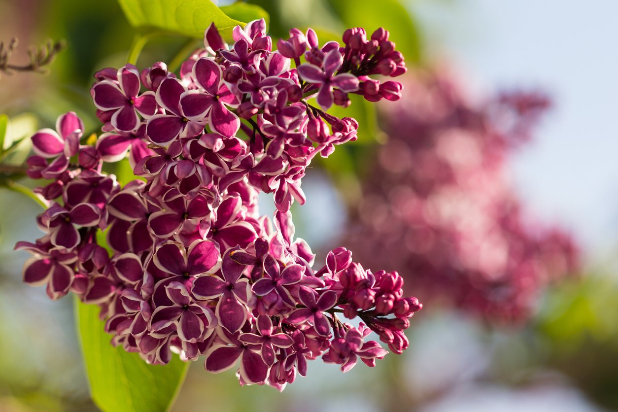 Lilacs