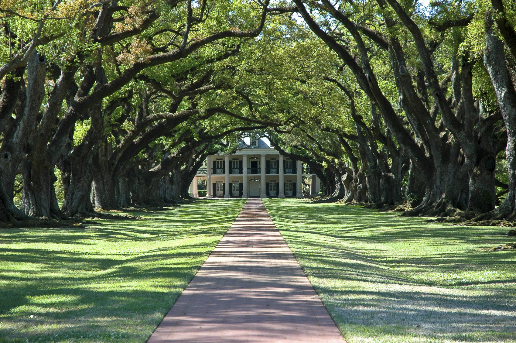 Alley of Oaks