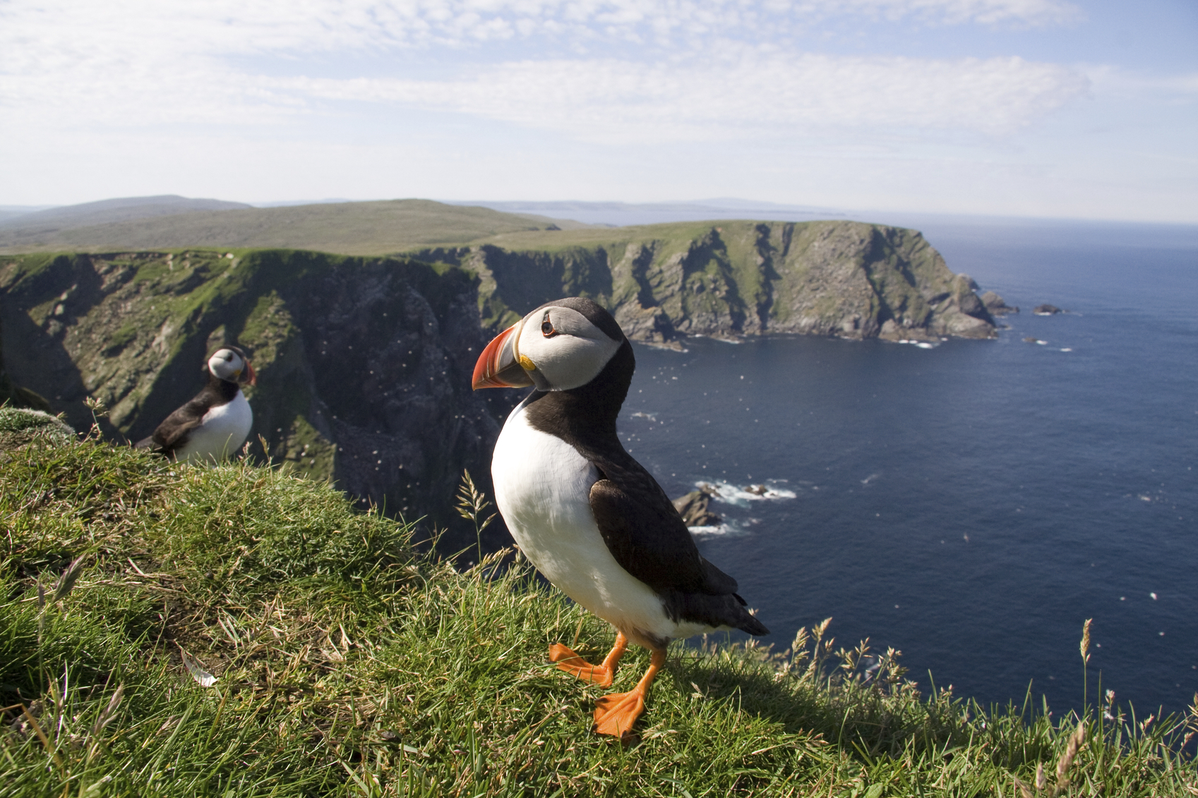 Close up of puffin 