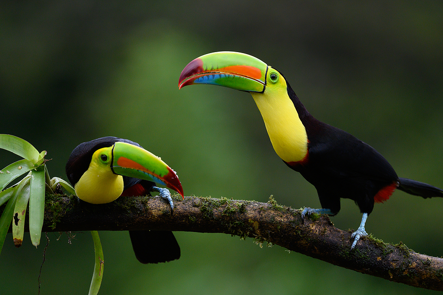 Costa Rica Birds