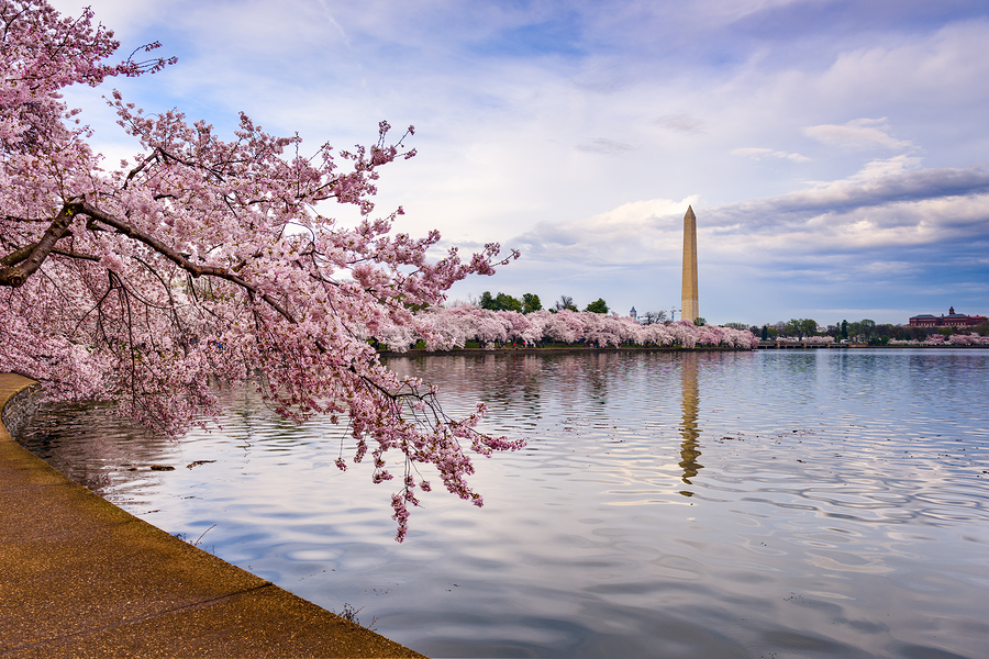 Washington Tidal Basin Blossums