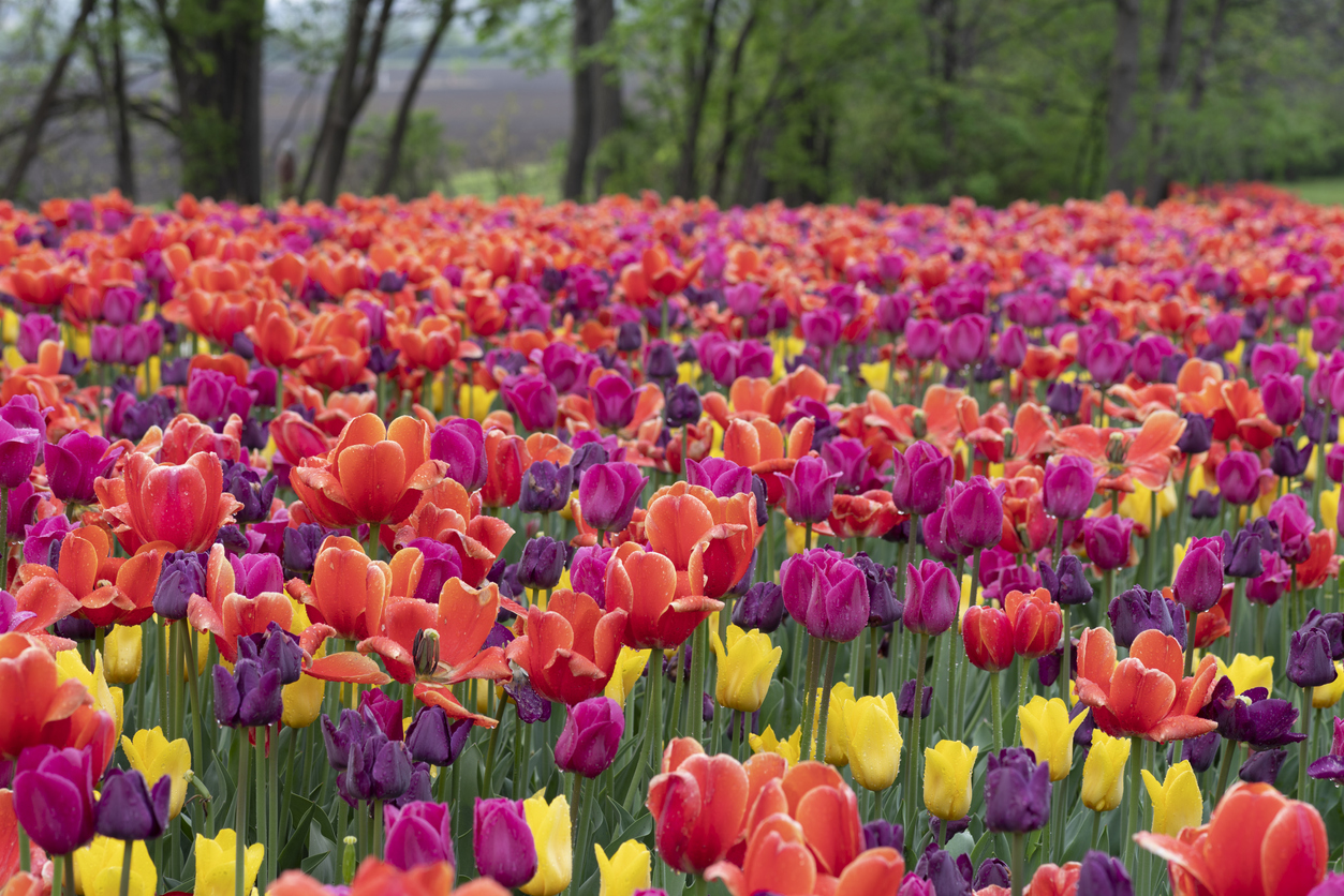 Ottawa Tulip Festival