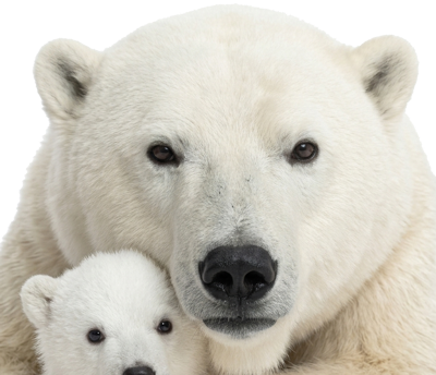 Polar Bear with Cub